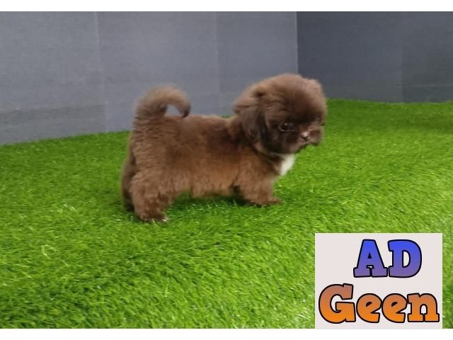 used Exotic Chocolate color Shih Tzu Puppy Available 9891116714 for sale 